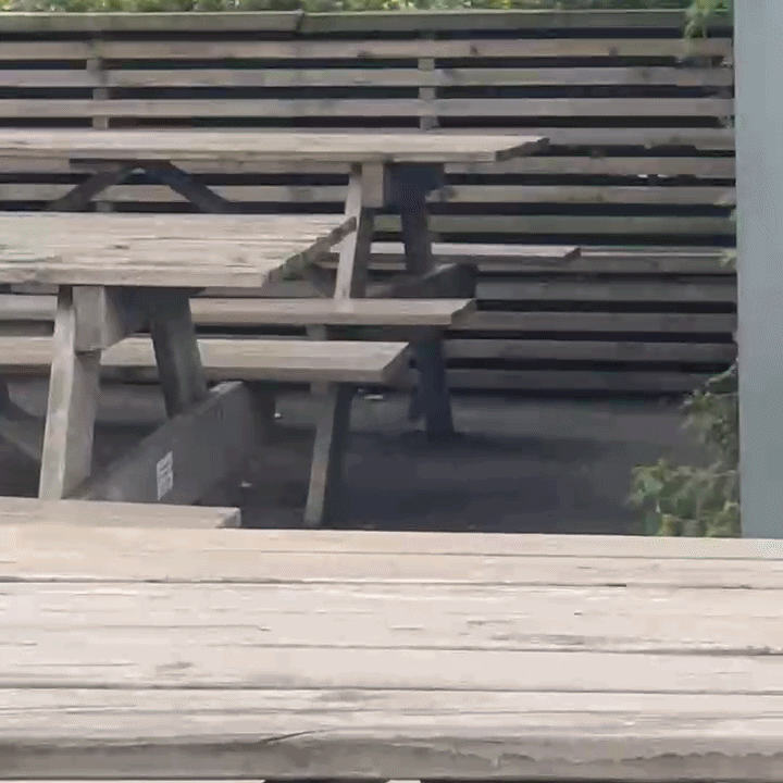 Video of a rat appearing beside a picnic table